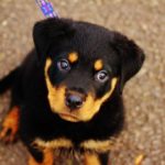 cute-rottweiler-baby-dogs-hd-wallpapers